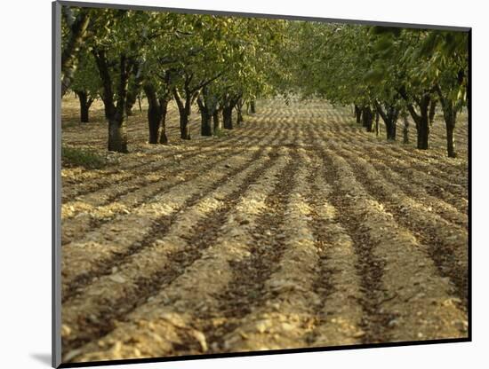 Orchard-Micha Pawlitzki-Mounted Photographic Print