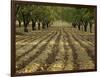 Orchard-Micha Pawlitzki-Framed Photographic Print