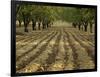 Orchard-Micha Pawlitzki-Framed Photographic Print