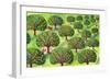 Orchard-Jane Tattersfield-Framed Giclee Print