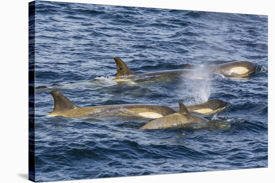 Orchas, Gerlache Strait, Antarctica, Polar Regions-Michael Nolan-Stretched Canvas