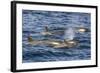 Orchas, Gerlache Strait, Antarctica, Polar Regions-Michael Nolan-Framed Photographic Print