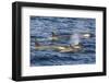 Orchas, Gerlache Strait, Antarctica, Polar Regions-Michael Nolan-Framed Photographic Print