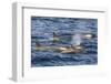 Orchas, Gerlache Strait, Antarctica, Polar Regions-Michael Nolan-Framed Photographic Print