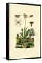 Orchid, 1833-39-null-Framed Stretched Canvas