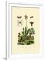 Orchid, 1833-39-null-Framed Giclee Print