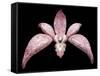 Orchid, 2011-Maylee Christie-Framed Stretched Canvas