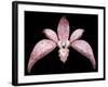 Orchid, 2011-Maylee Christie-Framed Giclee Print