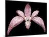 Orchid, 2011-Maylee Christie-Mounted Giclee Print