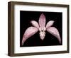 Orchid, 2011-Maylee Christie-Framed Giclee Print
