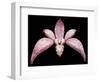 Orchid, 2011-Maylee Christie-Framed Giclee Print