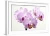 Orchid-2017-31-Gordon Semmens-Framed Giclee Print