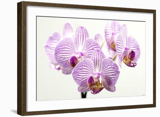 Orchid-2017-31-Gordon Semmens-Framed Giclee Print