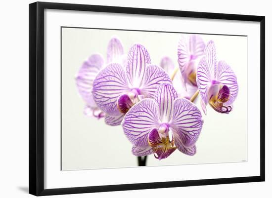 Orchid-2017-31-Gordon Semmens-Framed Giclee Print