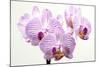 Orchid-2017-31-Gordon Semmens-Mounted Giclee Print