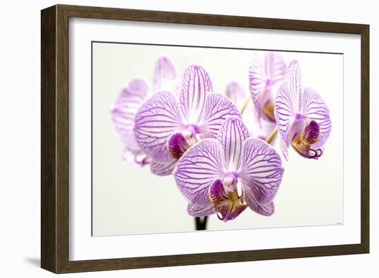 Orchid-2017-31-Gordon Semmens-Framed Giclee Print
