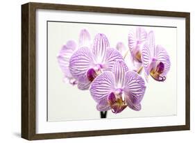 Orchid-2017-31-Gordon Semmens-Framed Giclee Print