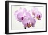 Orchid-2017-31-Gordon Semmens-Framed Giclee Print