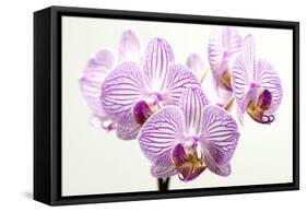 Orchid-2017-31-Gordon Semmens-Framed Stretched Canvas