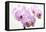 Orchid-2017-31-Gordon Semmens-Framed Stretched Canvas