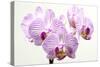 Orchid-2017-31-Gordon Semmens-Stretched Canvas
