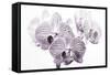 Orchid-2017-31bw-Gordon Semmens-Framed Stretched Canvas