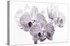 Orchid-2017-31bw-Gordon Semmens-Stretched Canvas