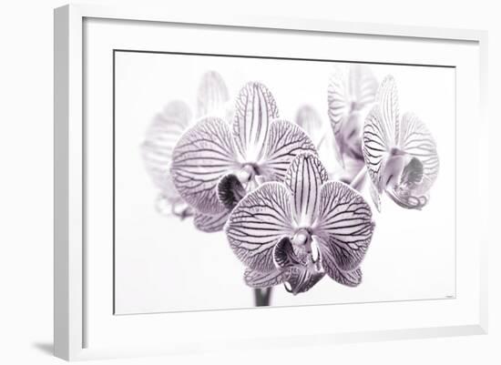 Orchid-2017-31bw-Gordon Semmens-Framed Giclee Print