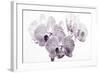 Orchid-2017-31bw-Gordon Semmens-Framed Giclee Print