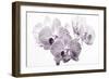 Orchid-2017-31bw-Gordon Semmens-Framed Giclee Print