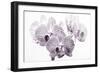 Orchid-2017-31bw-Gordon Semmens-Framed Giclee Print