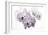 Orchid-2017-31bw-Gordon Semmens-Framed Giclee Print