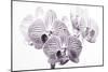 Orchid-2017-31bw-Gordon Semmens-Mounted Giclee Print