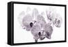 Orchid-2017-31bw-Gordon Semmens-Framed Stretched Canvas