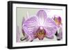 Orchid-2017-32-Gordon Semmens-Framed Giclee Print