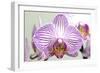 Orchid-2017-32-Gordon Semmens-Framed Giclee Print