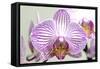 Orchid-2017-32-Gordon Semmens-Framed Stretched Canvas