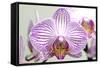 Orchid-2017-32-Gordon Semmens-Framed Stretched Canvas