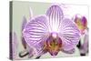 Orchid-2017-32-Gordon Semmens-Stretched Canvas