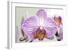 Orchid-2017-32-Gordon Semmens-Framed Giclee Print