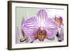 Orchid-2017-32-Gordon Semmens-Framed Giclee Print