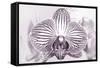 Orchid-2017-32bw-Gordon Semmens-Framed Stretched Canvas