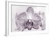 Orchid-2017-32bw-Gordon Semmens-Framed Giclee Print