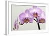 Orchid-2017-33-Gordon Semmens-Framed Giclee Print