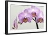 Orchid-2017-33-Gordon Semmens-Framed Giclee Print