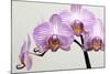 Orchid-2017-33-Gordon Semmens-Mounted Giclee Print