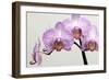 Orchid-2017-33-Gordon Semmens-Framed Giclee Print