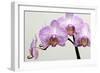 Orchid-2017-33-Gordon Semmens-Framed Giclee Print