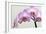 Orchid-2017-33-Gordon Semmens-Framed Giclee Print