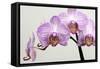 Orchid-2017-33-Gordon Semmens-Framed Stretched Canvas